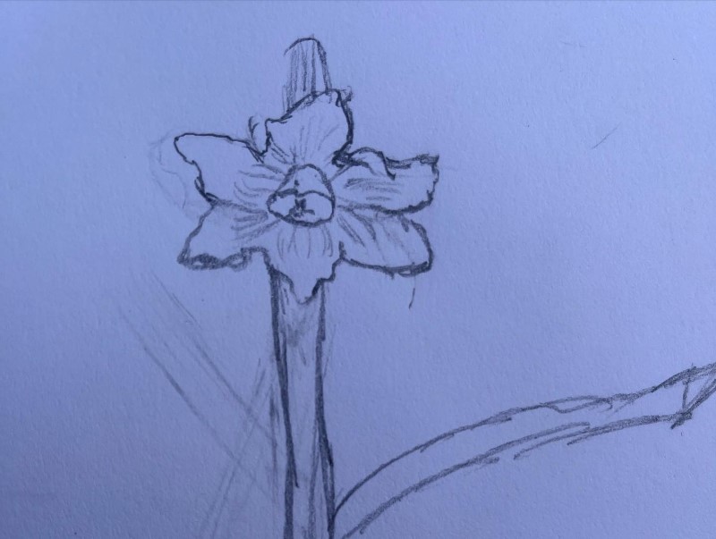 Daffodil Delights 🌼