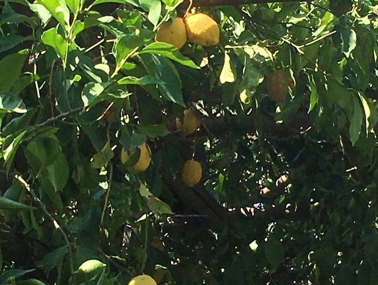 🇮🇹Day 19 🌸Garden Delights 🍋