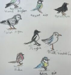 BBC Big Birdwatch 2026 🐦