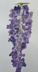 Wonderful Wisteria
