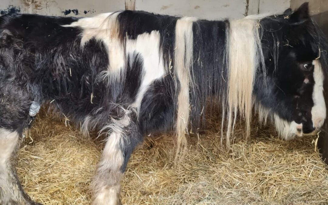 Tyson the Pony